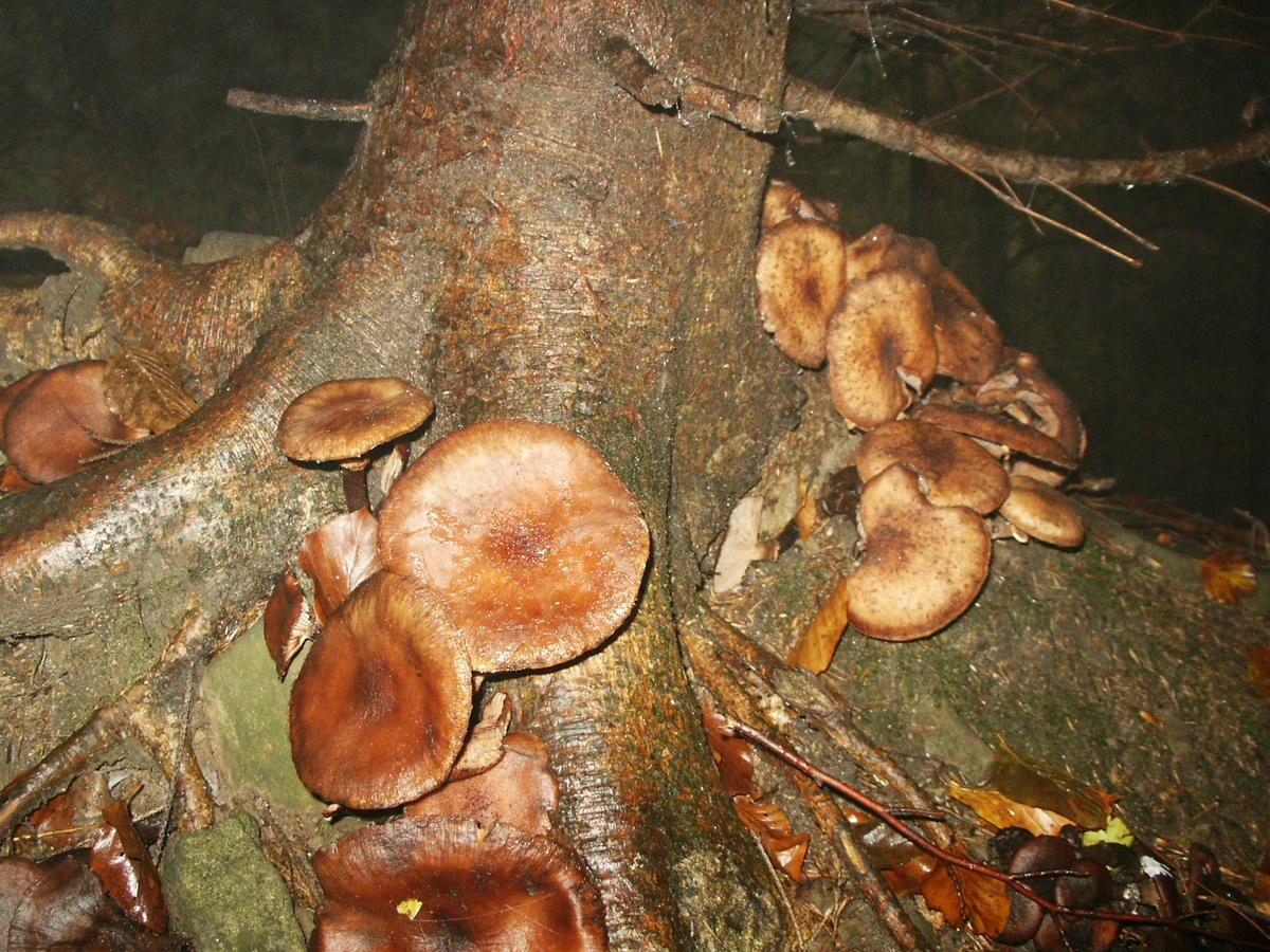 PICT0627.JPG